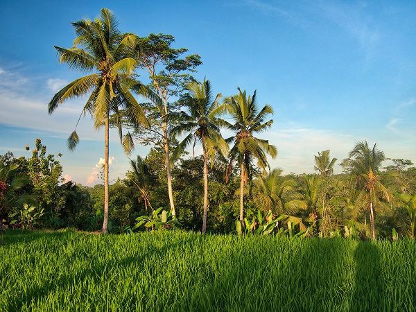 Eggers, Terry 아티스트의 Indonesia-Bali-Ubud-Rice fields and palm trees작품입니다.